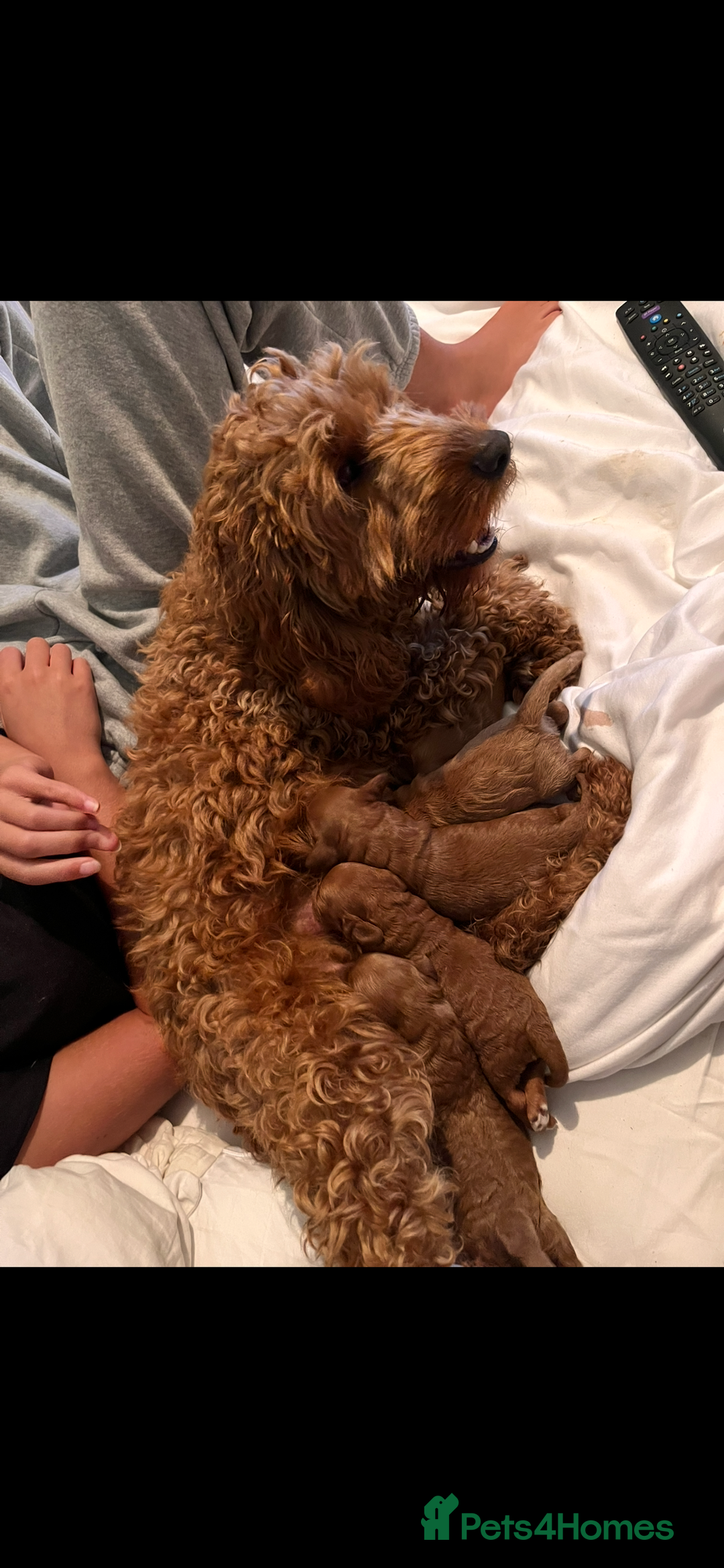Cockapoo dogs for sale: CockapooS red toy  size show type  - Image 6
