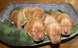 Labrador Retriever dogs for sale: 🐾 KC Registered Fox Red Lab Puppies 🐾 - Image 3