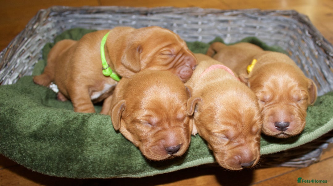 Labrador Retriever dogs for sale: 🐾 KC Registered Fox Red Lab Puppies 🐾 - Image 3