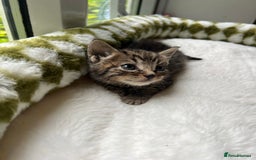 Mixed Breed cats for sale: 3 playful kittens  - Image 15
