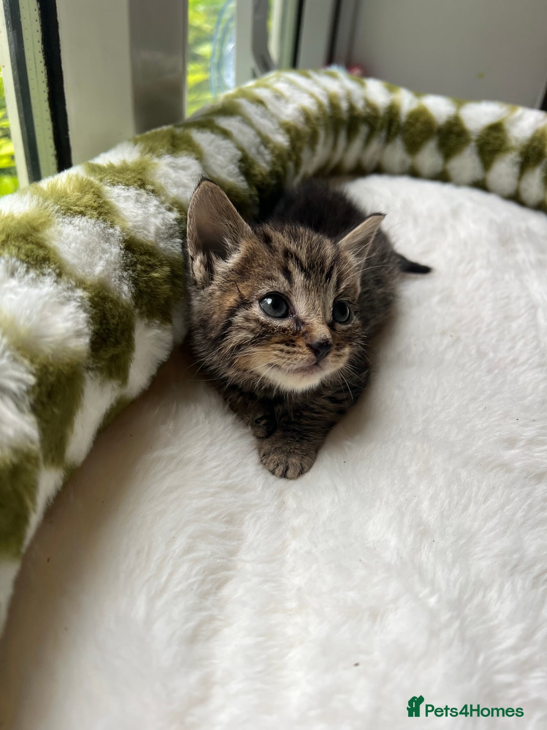 Mixed Breed cats for sale: 3 playful kittens  - Image 15