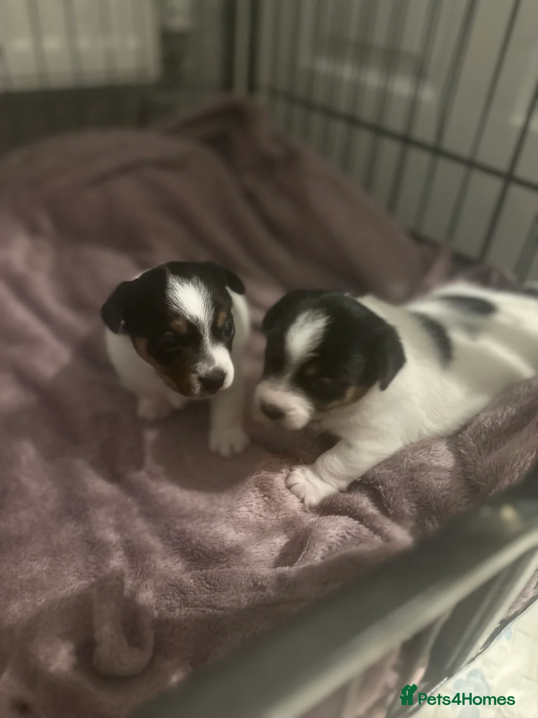 Jack Russell dogs for sale: Jack Russell boys  - Advert 5