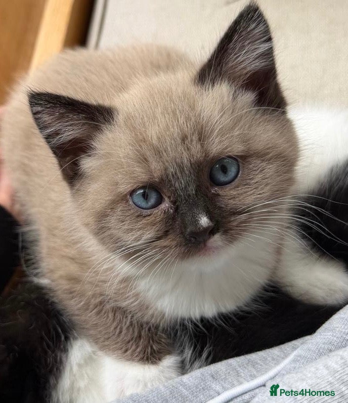 Mixed Breed cats Ragdoll/Persian - kittens  - Advert 6