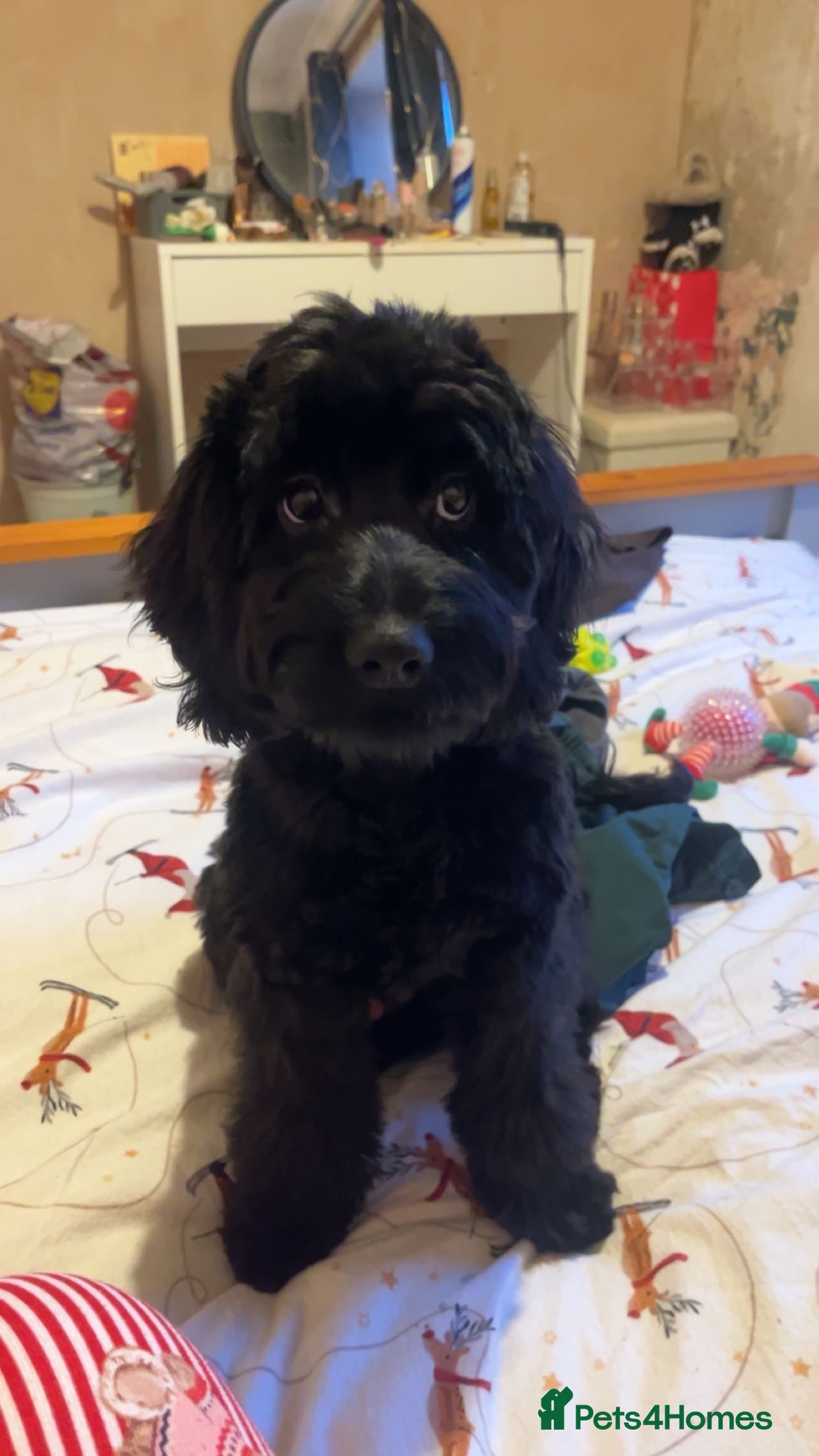 Cockapoo dogs Coco  in Llanelli - Advert 7