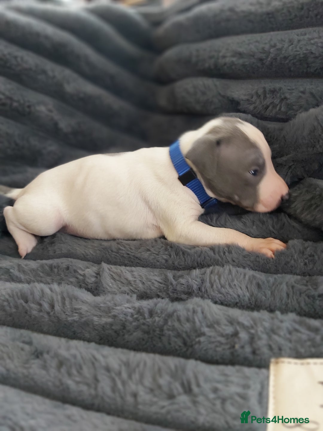 Italian Greyhound dogs for sale: READY TO GO IN 5 DAYS  - Advert 35