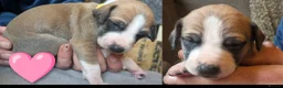 Mixed Breed dogs for sale: 1x Boy Saluki Whippet 💕 -REDUCED 10WKS - Advert 21