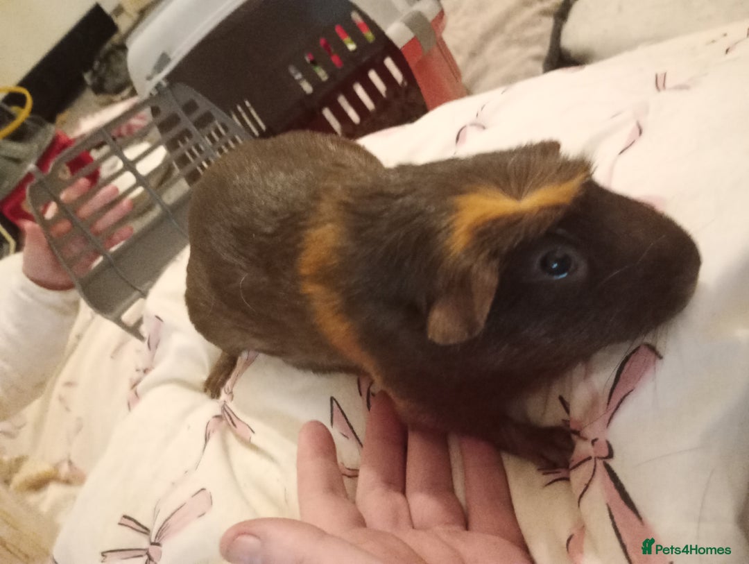 Guinea Pig rodents for sale: Female guinea pigs  - Advert 5