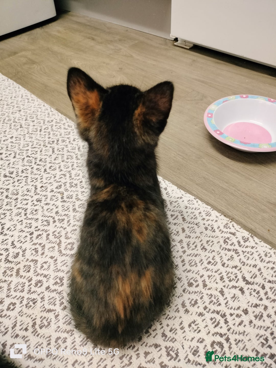 Domestic Shorthair cats for sale: Kittens  - Advert 23