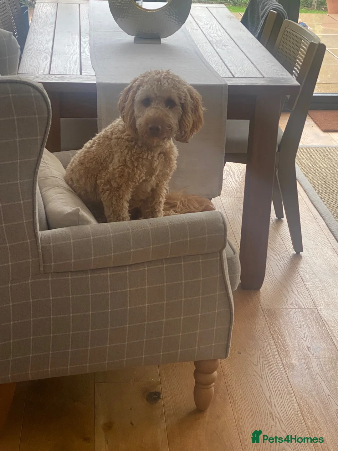 Cockapoo dogs for sale: Beautiful 10 month old F1 Cockapoo - Advert 3