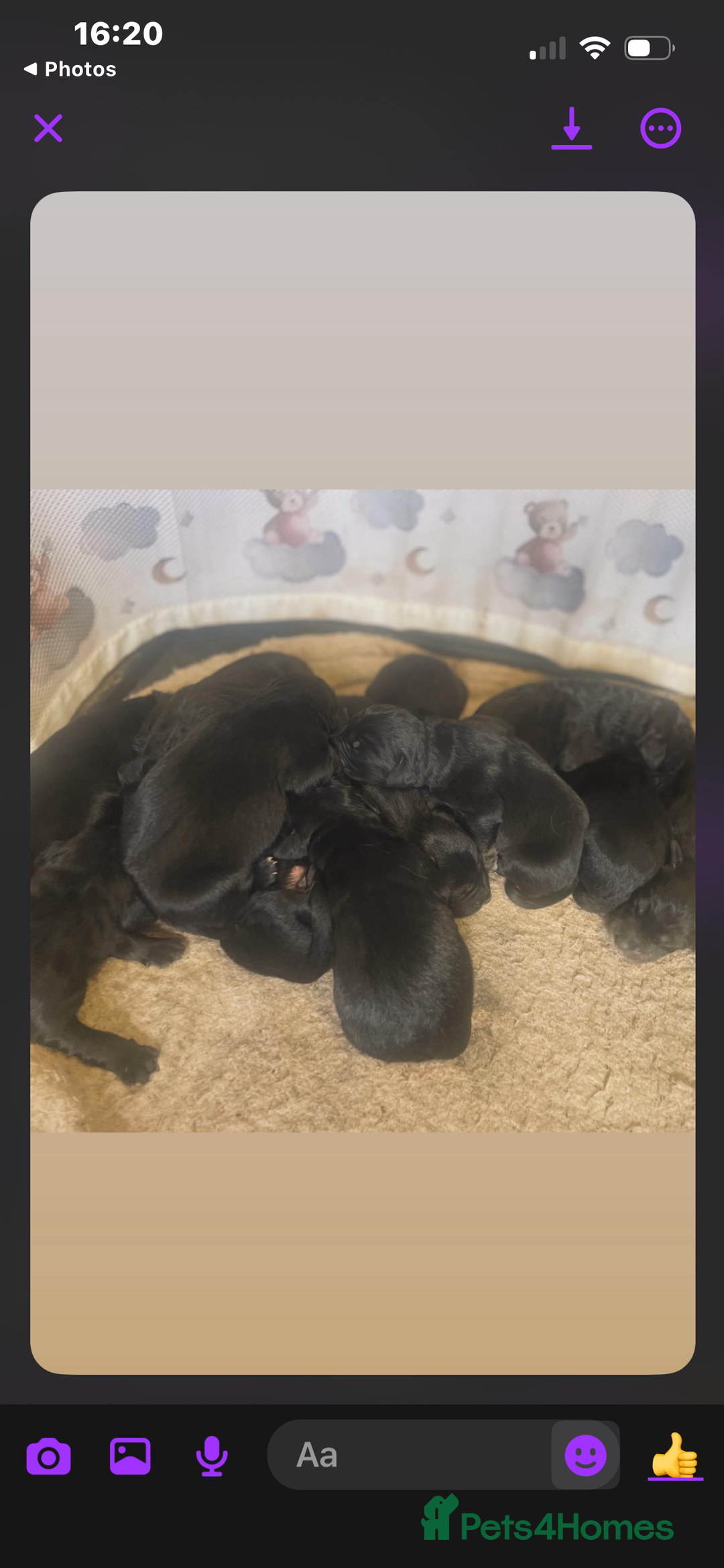 Mixed Breed dogs for sale: coltriever - Image 4