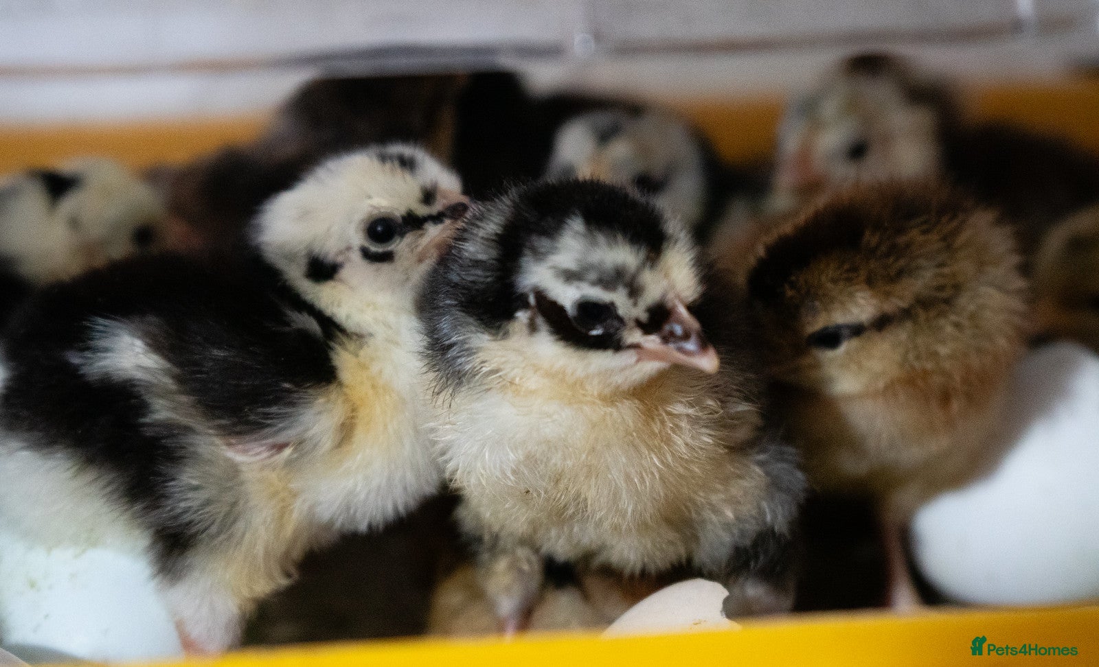 Chickens poultry Day‑Old Chicks and Hatching eggs - pure breed - Advert 1