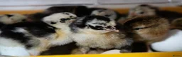 Chickens poultry for sale: Day‑Old Chicks and Hatching eggs - pure breed - Advert 1