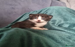 Mixed Breed cats for sale: Dog friendly kittens - Image 5