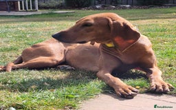 Segugio Italiano dogs for adoption: Duffy – 3 yr old boy, Striking Segugio Italiano X - Image 3
