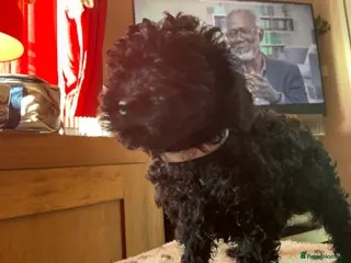 Toy Poodle dogs toy poodles - Advert 5