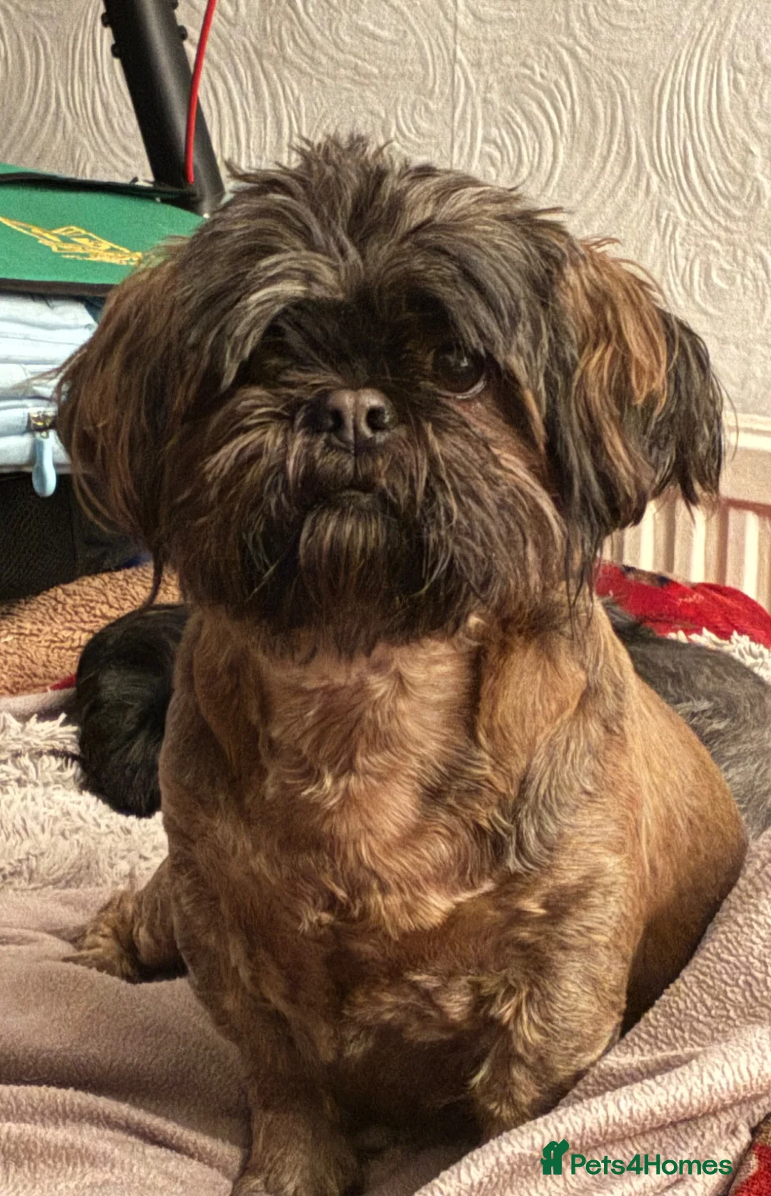 Shih Tzu dogs for sale: Beautiful Shih Tzu puppy - Advert 2