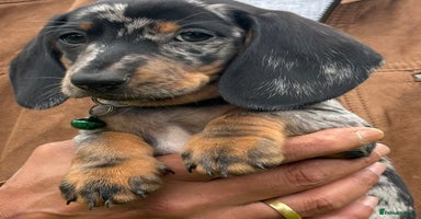 Miniature Dachshund dogs - Advert 3
