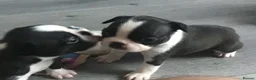 Boston Terrier dogs for sale: 5 BEAUTIFUL BOSTON TERRIER PUPPIES  - Advert 6