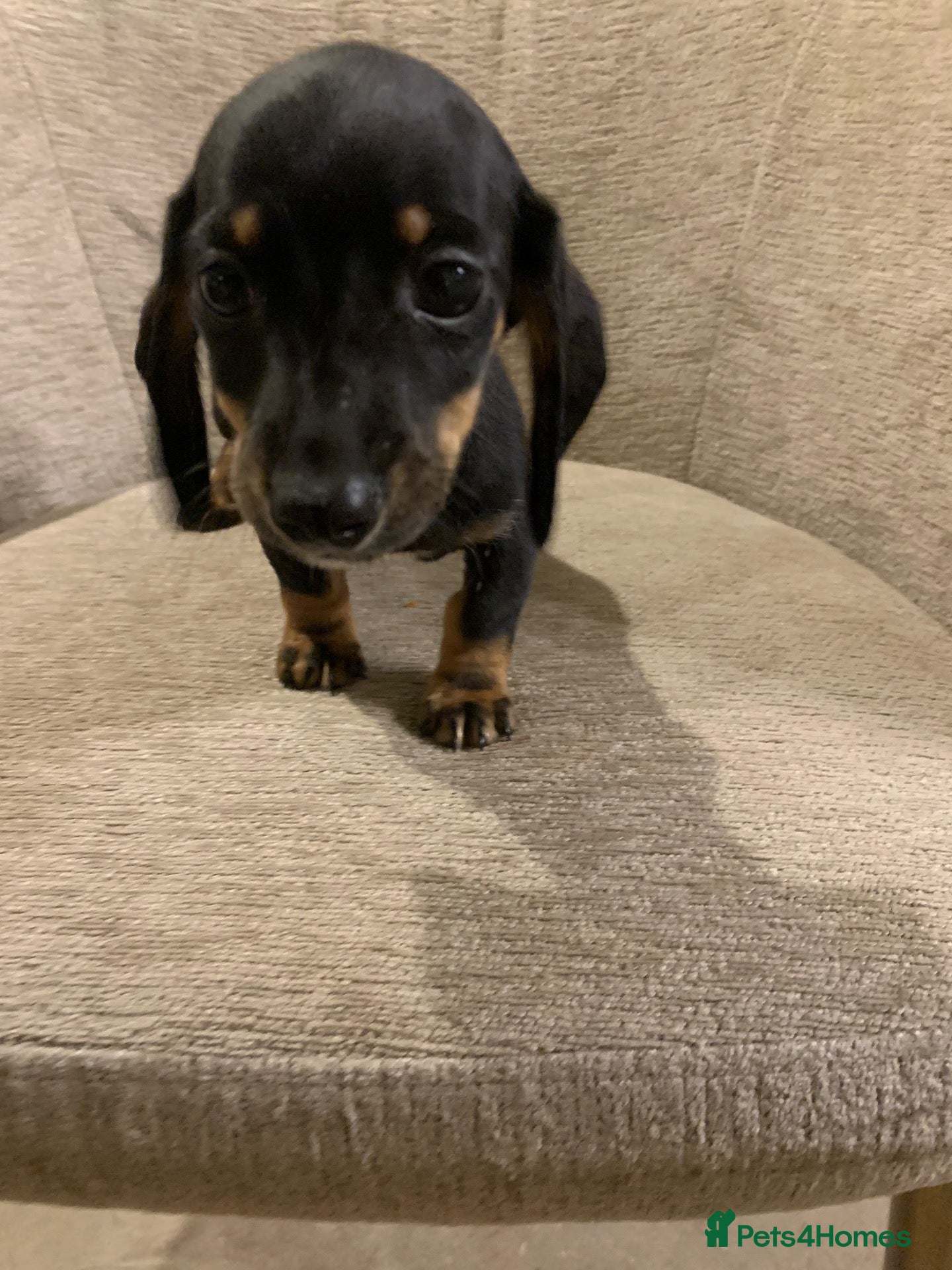 Miniature Dachshund dogs for sale: 💙💙**1 black/tan boy remaining 💙💙*** - Advert 1