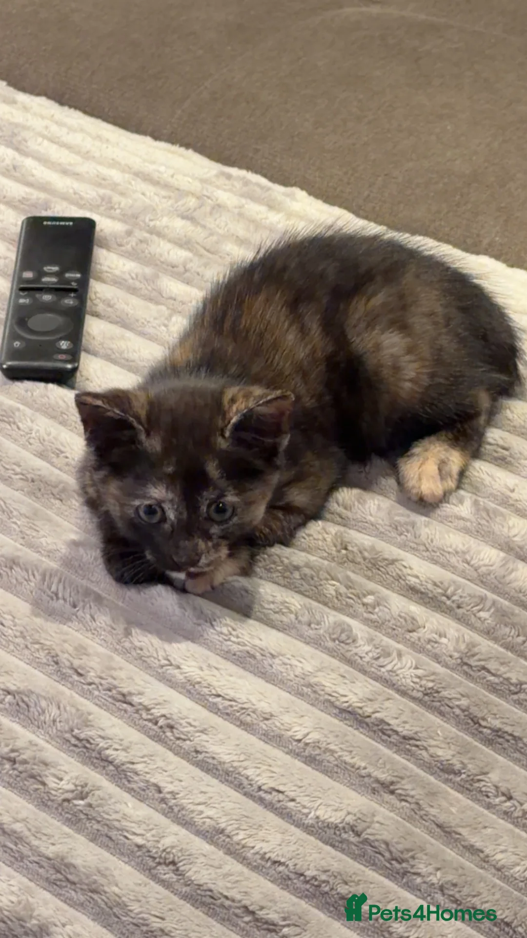 Mixed Breed cats for sale: kittens  in High Wycombe - Advert 3