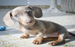 Miniature Dachshund dogs for sale: Miniature Dachshund Puppy - Image 3