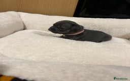 French Bulldog dogs for sale: 5⭐️ french bulldog pups 🐾 - Image 25