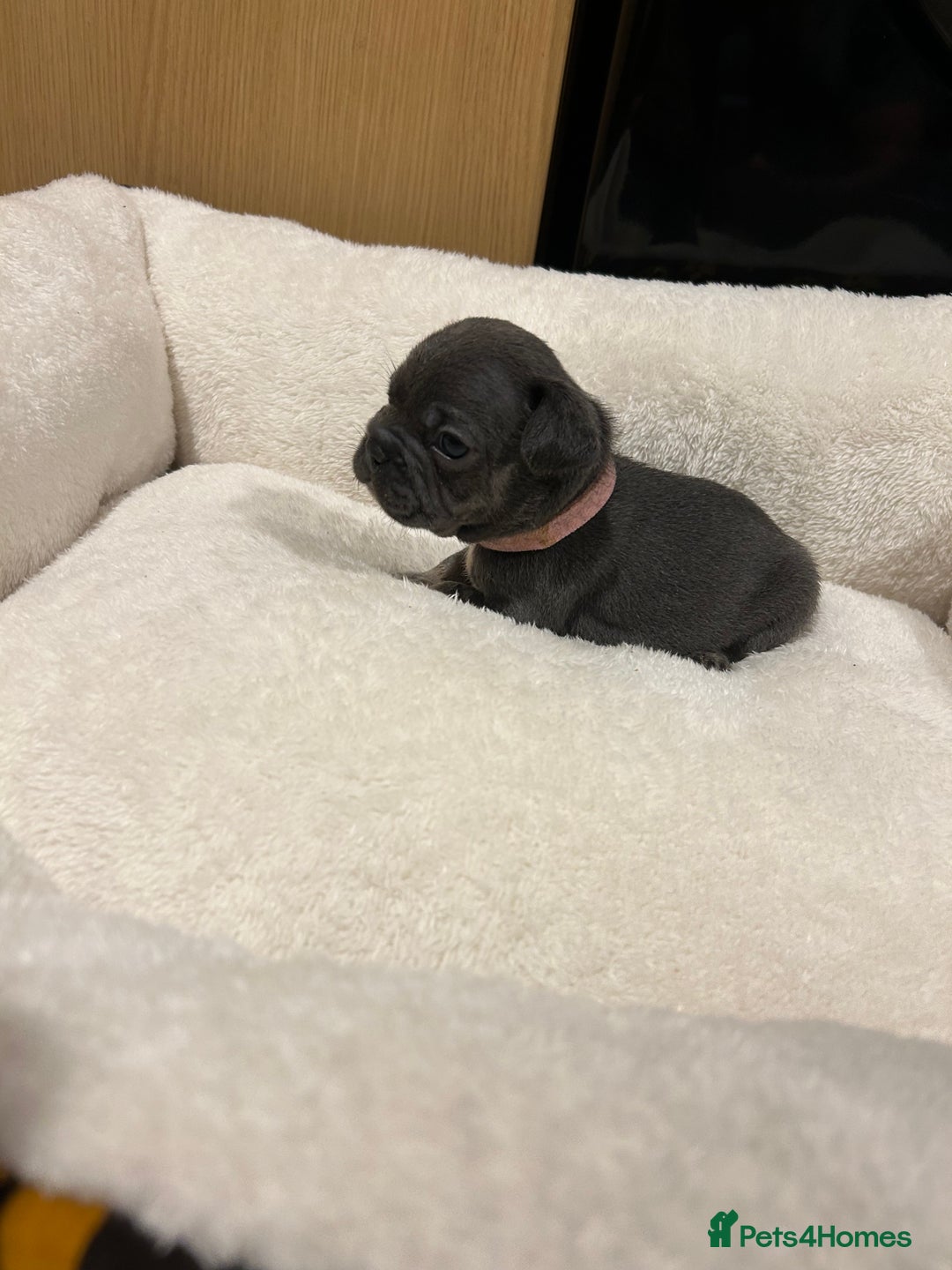 French Bulldog dogs for sale: 5⭐️ french bulldog pups 🐾 - Image 25