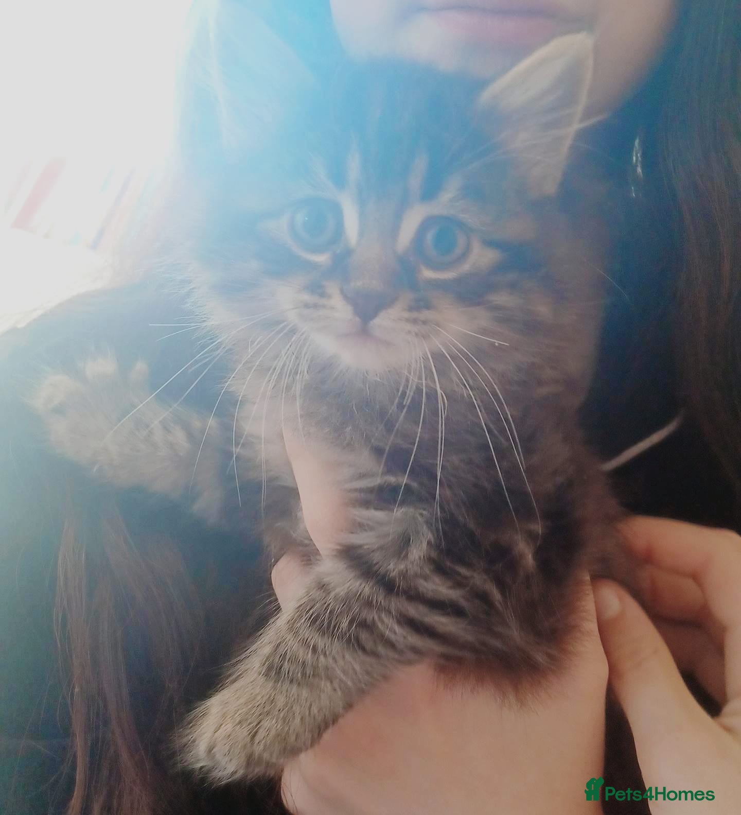 Mixed Breed cats Female kitten  - Advert 18