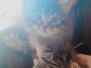 Mixed Breed cats Female kitten - Advert 2