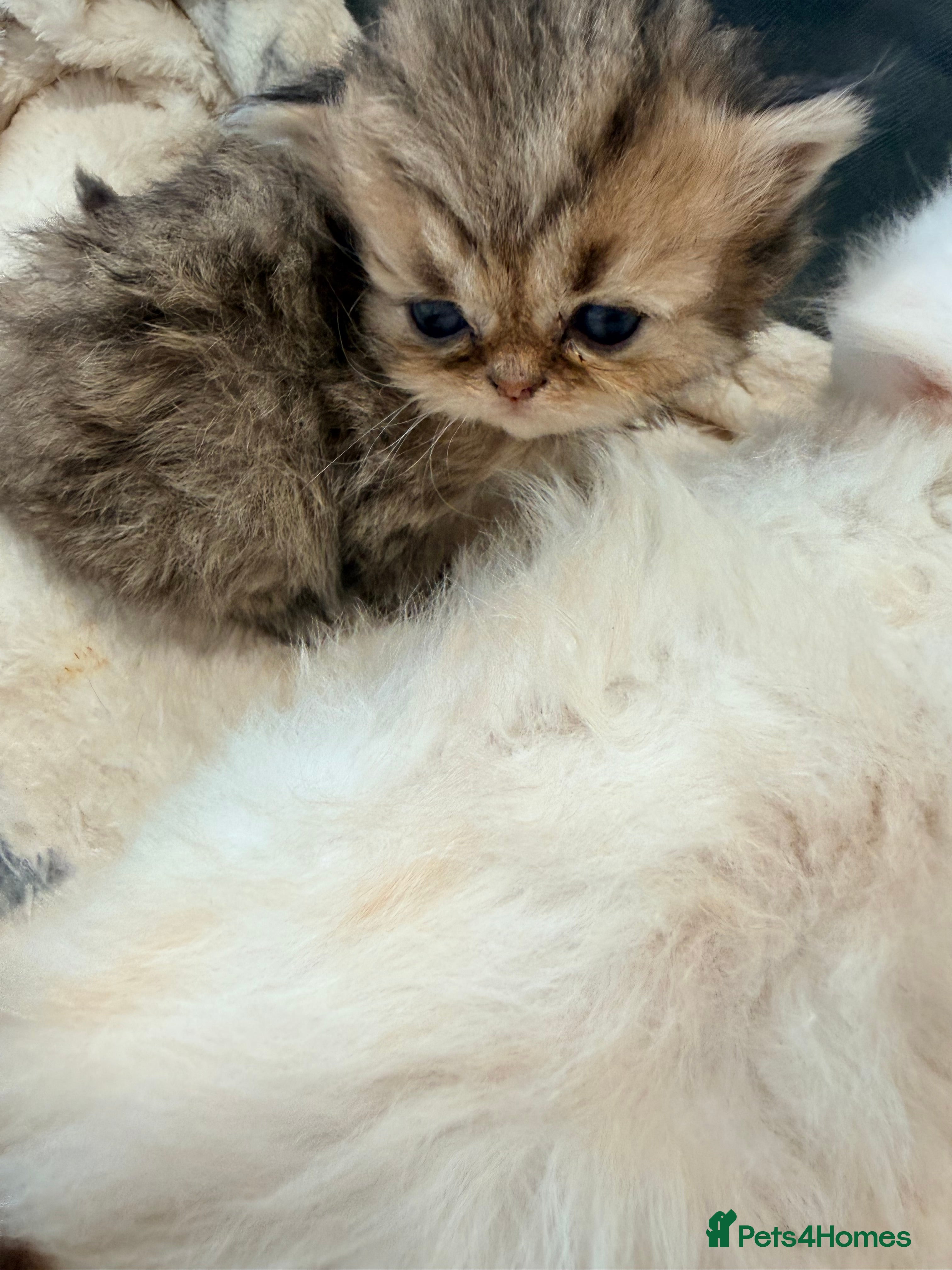 Persian cats 🐾 BEAUTIFUL PERSIAN KITTEN AVAILABLE 🐾 - Advert 9