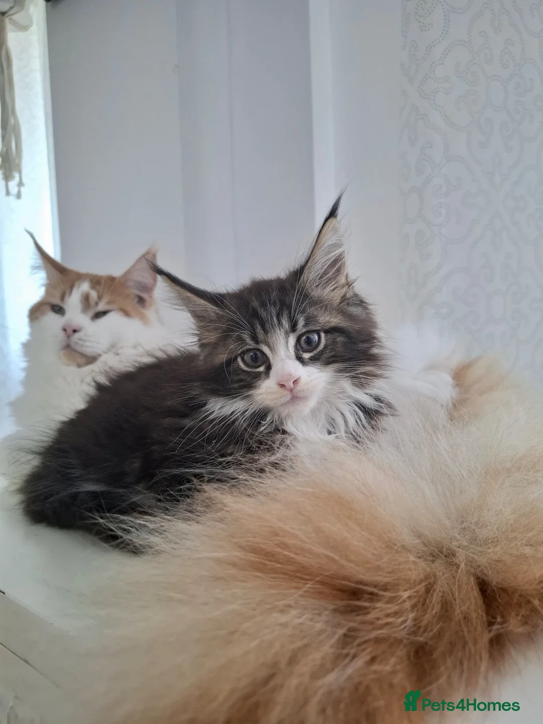 Maine Coon cats for sale: Full pedigree Maine Coon boy - Advert 1