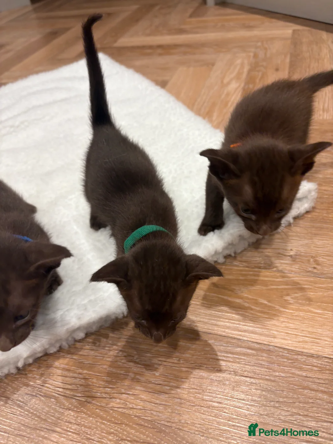 Oriental cats for sale: Chocolate Oriental Kittens  - Advert 4