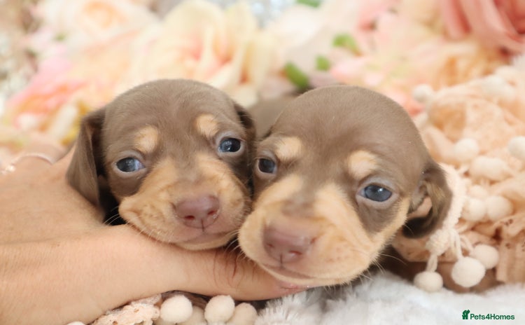 Miniature Dachshund dogs - Advert 1