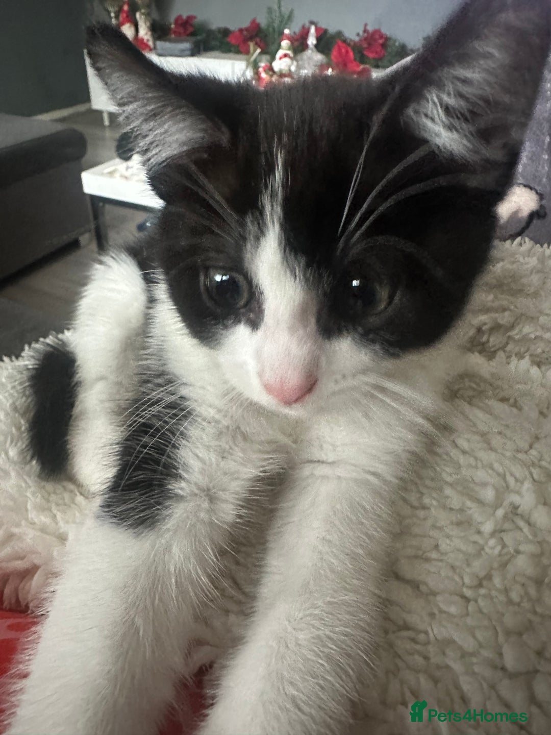 Mixed Breed cats for sale: Baby boy kitten for sale - Advert 7
