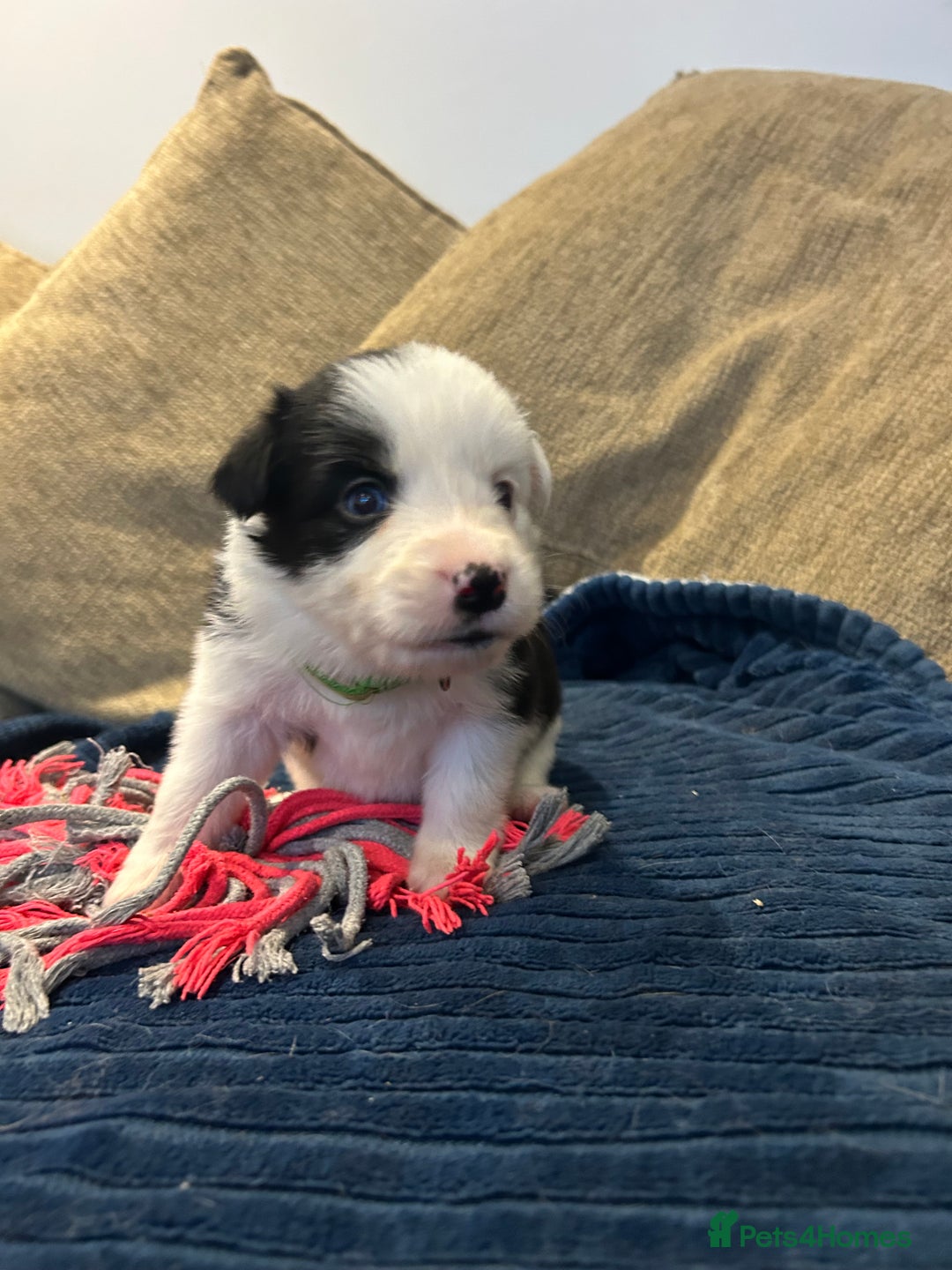 Border Collie dogs for sale: Border collie puppies for sale!!!❤️ - Image 9