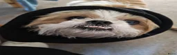 Shih Tzu dogs for sale: Heartbreaking rehome needed for Shih Tzu in Dereham - Advert 3