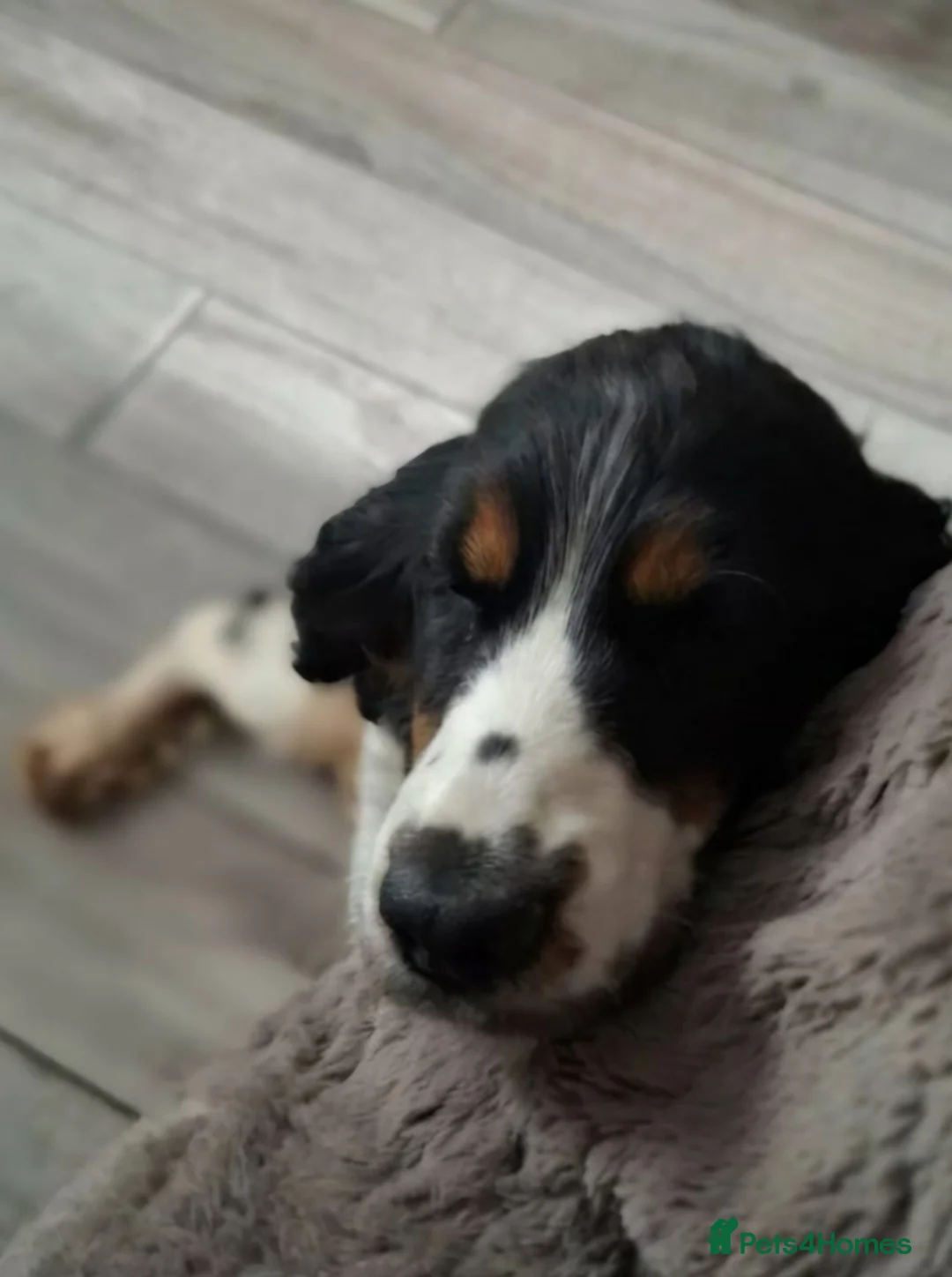 Cocker Spaniel dogs for sale: Beautiful girl looking for new home - Advert 3