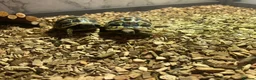 Hermann Tortoise reptiles for sale: 2 Hermann tortoises and table - Advert 9