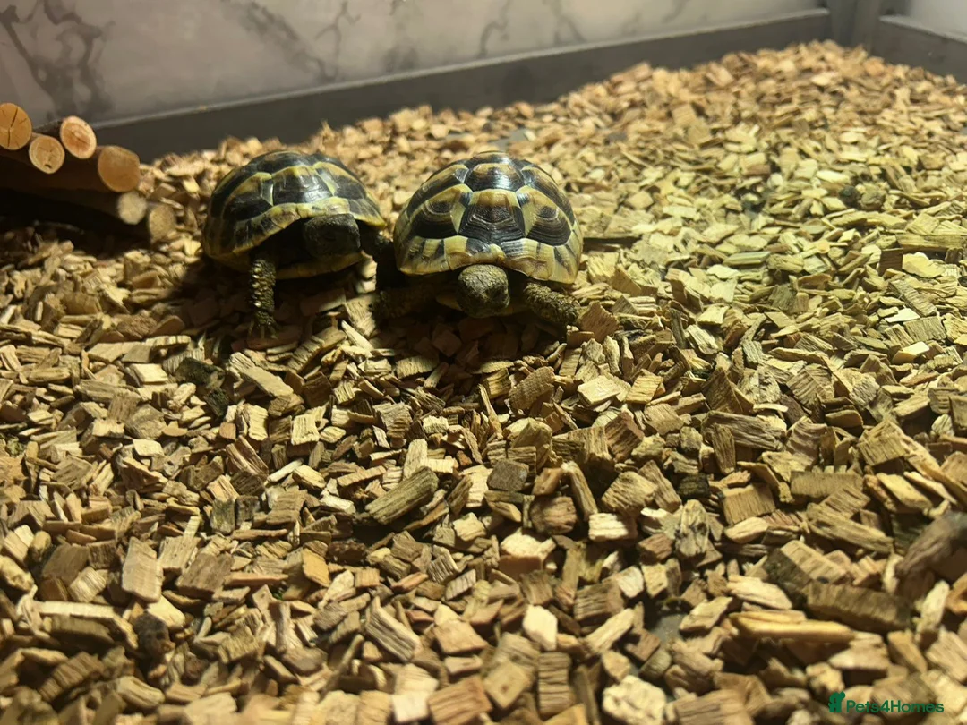 Hermann Tortoise reptiles for sale: 2 Hermann tortoises and table - Advert 9