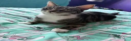 Mixed Breed cats for sale: 3 gorgeous boy kittens for sale  - Advert 15