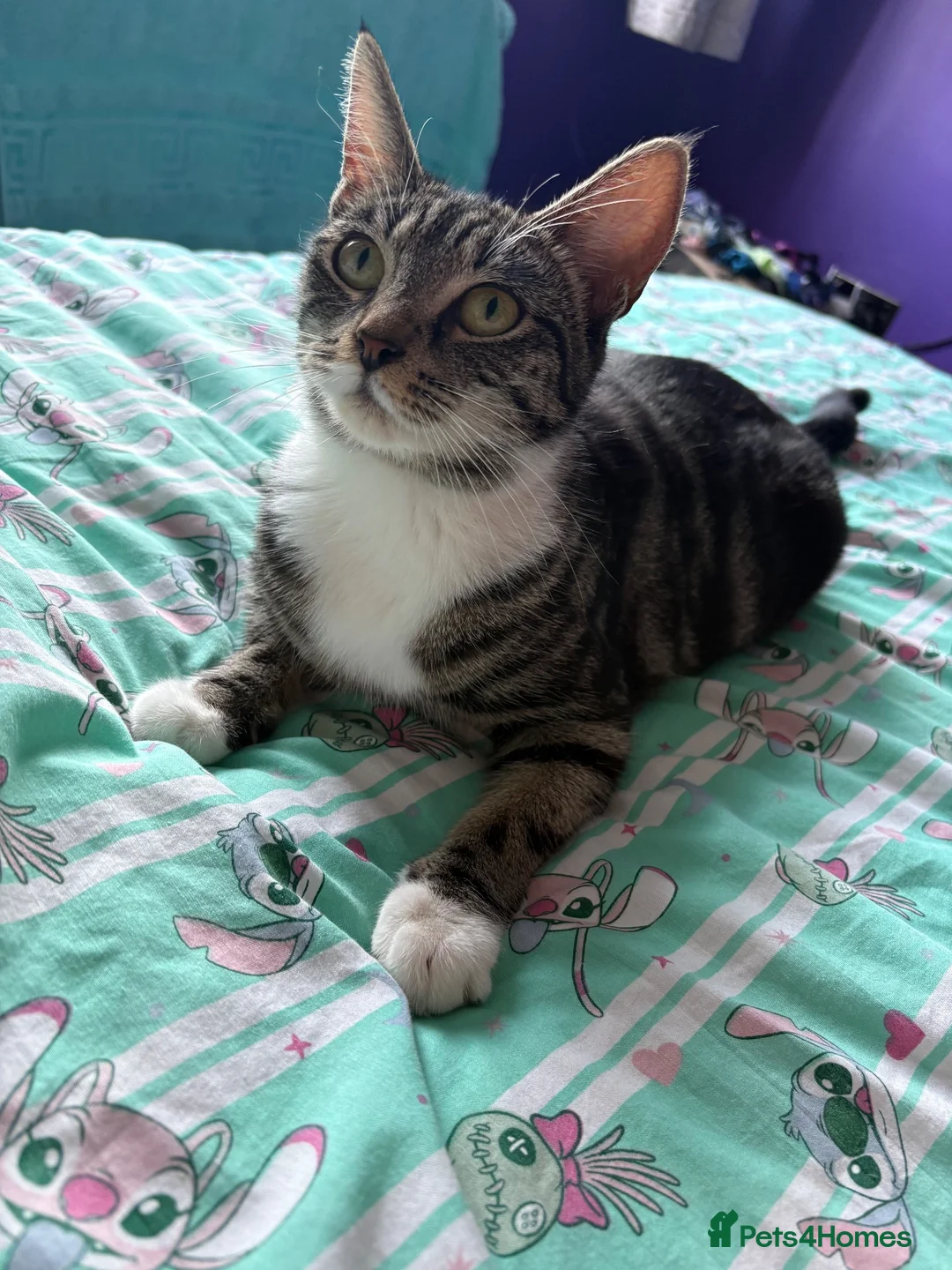 Mixed Breed cats for sale: 3 gorgeous boy kittens for sale  - Advert 15