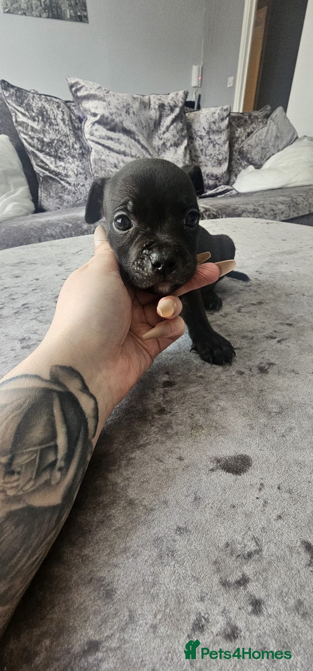 Staffordshire Bull Terrier dogs for sale: Staffordshire Bull Terrier Puppies for Sale - Image 3
