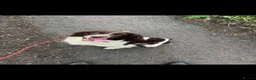 English Springer Spaniel dogs for sale: Kc reg ESS bitch in Tavistock - Advert 2