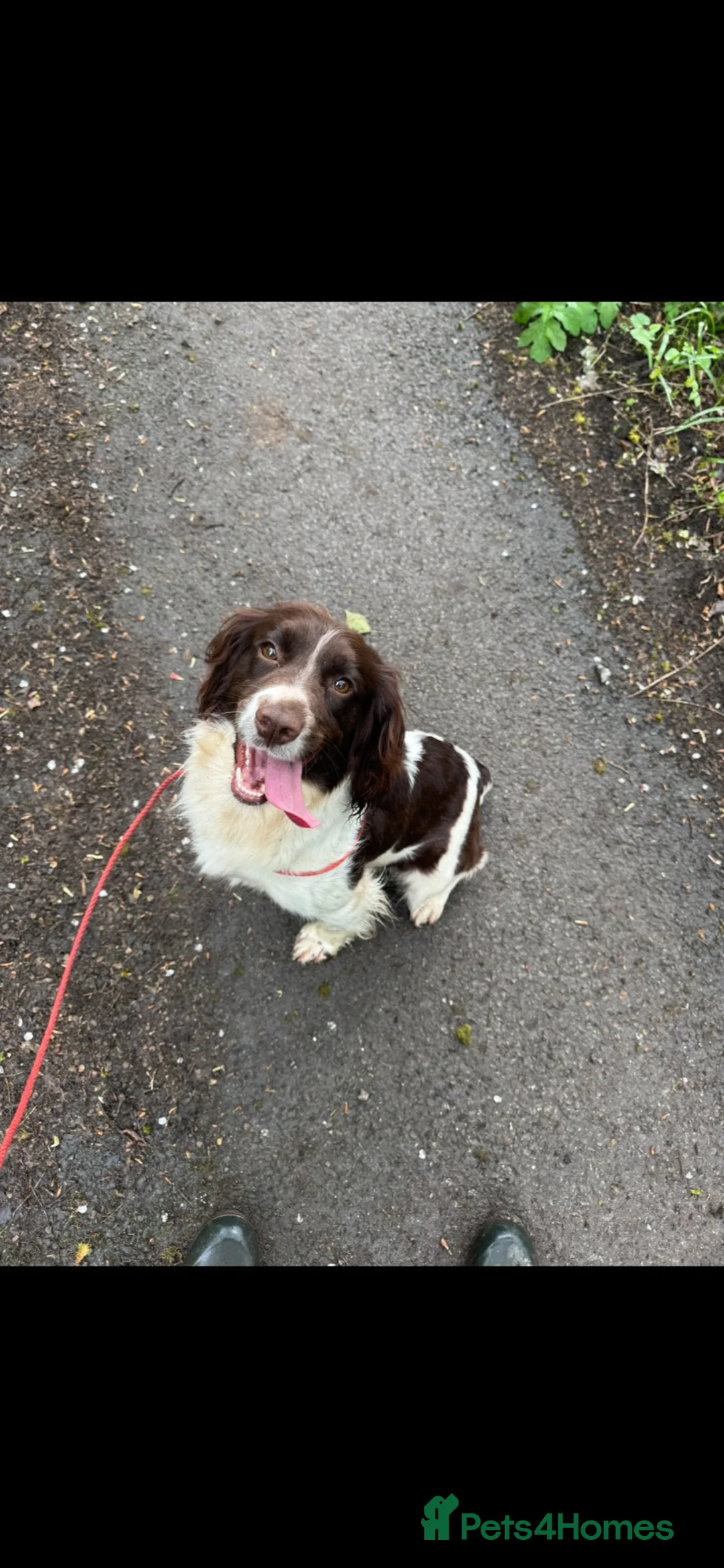 English Springer Spaniel dogs for sale: Kc reg ESS bitch in Tavistock - Advert 2