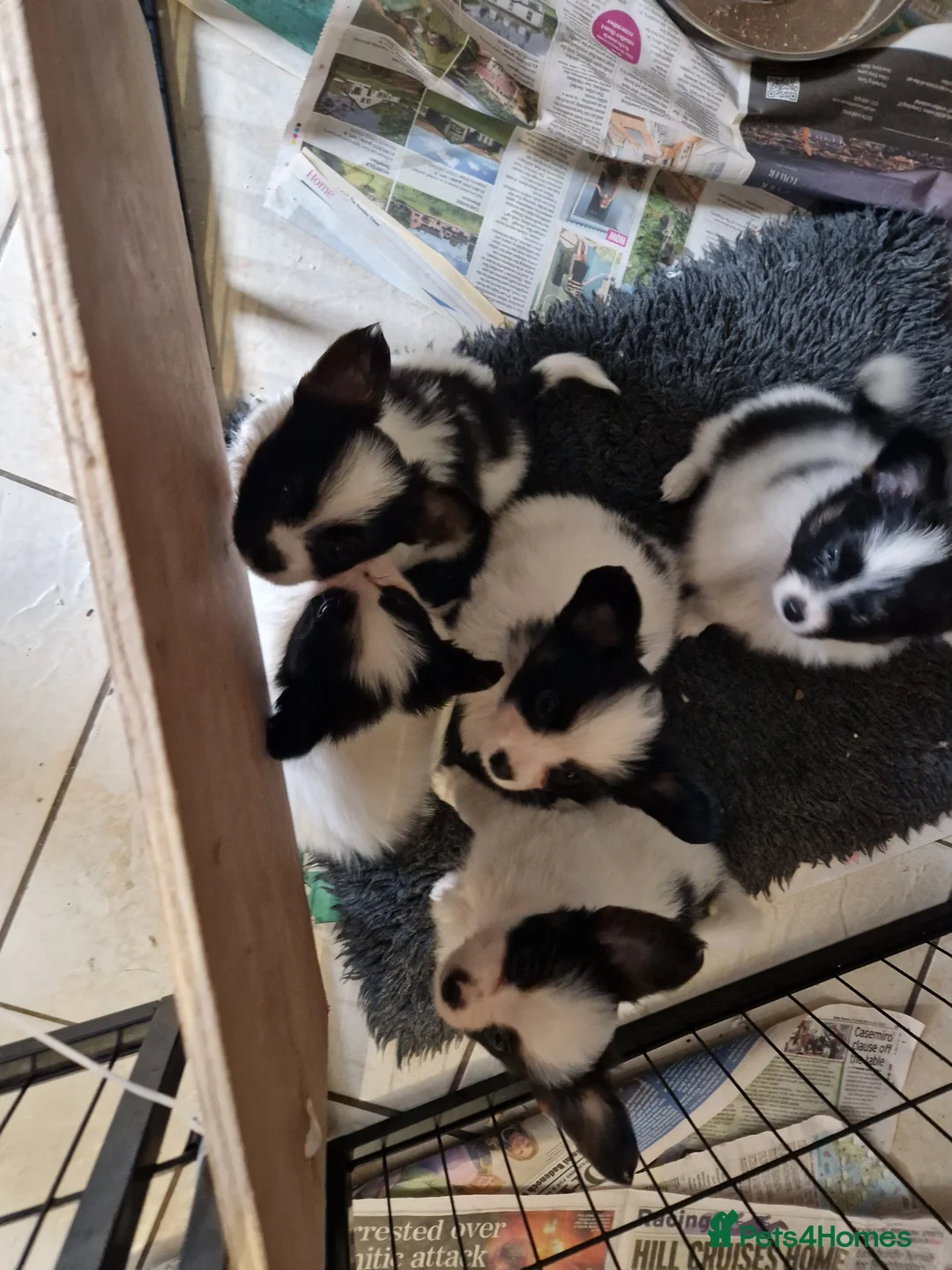 Papillon dogs for sale: Gorgeous Papillon puppies  - Advert 2