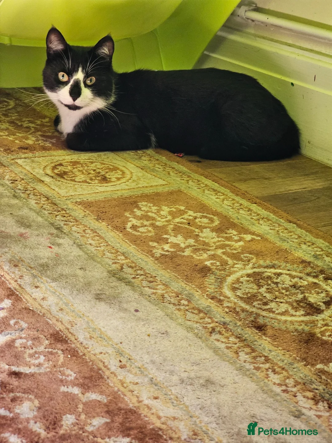 Mixed Breed cats for sale: Male Moggy - Advert 5