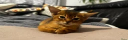 Abyssinian cats for sale: Abyssinian kittens  - Advert 5
