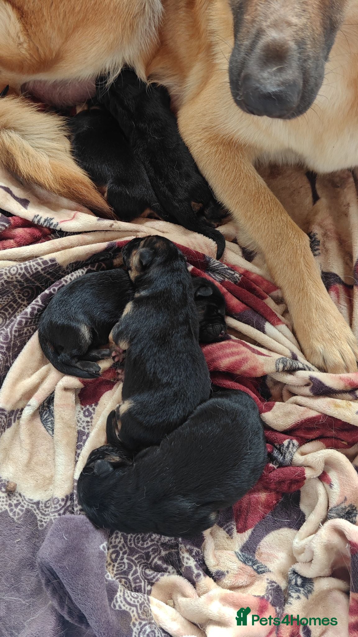 German Shepherd dogs Sheperd germany puppy - Advert 3