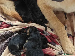 German Shepherd dogs Sheperd germany puppy - Advert 14