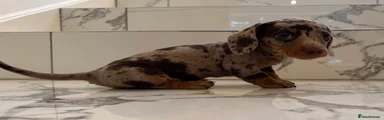 Miniature Dachshund 5